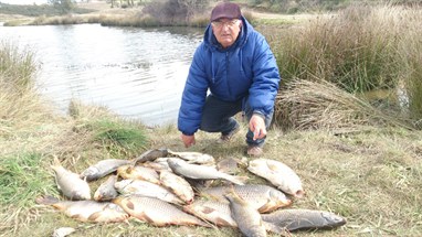 Peixes talagueira 01.JPG